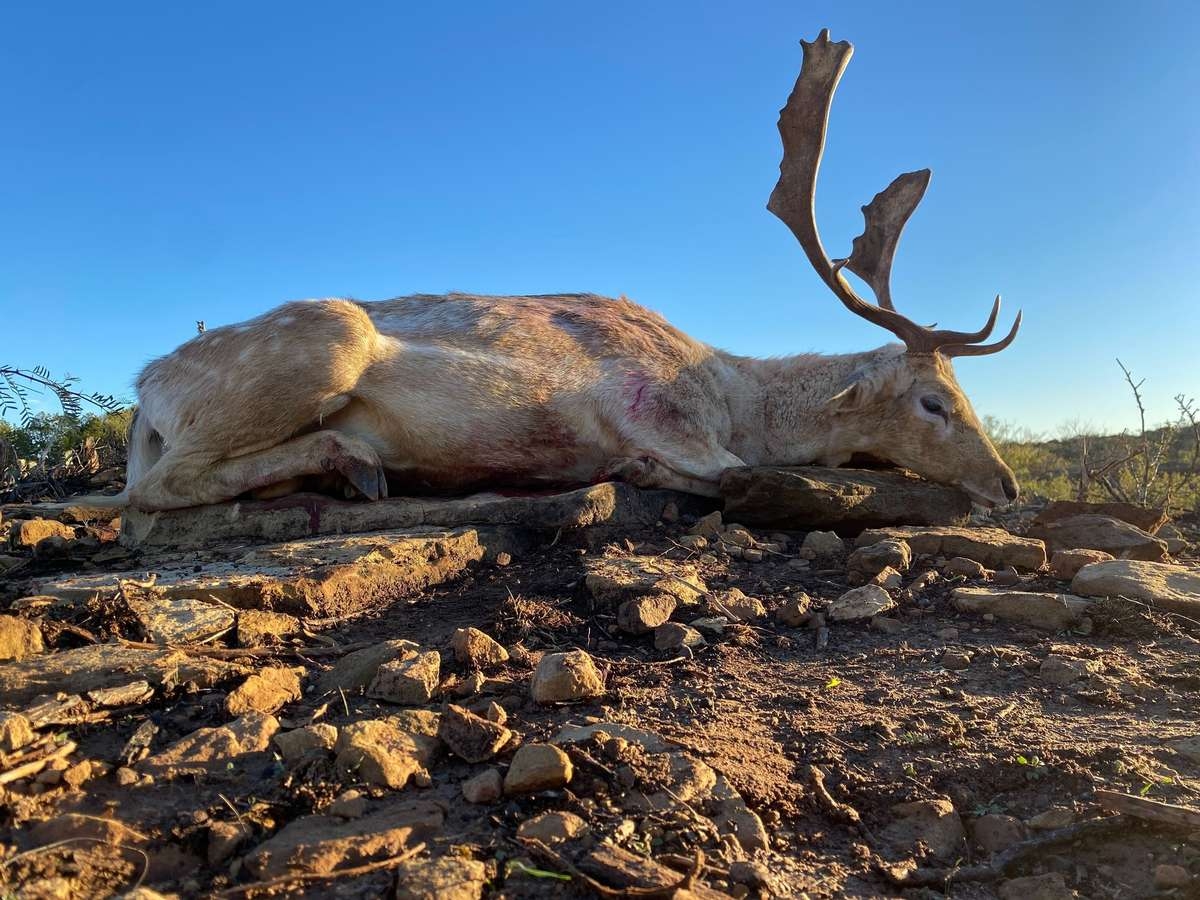 Management Hunts Management Fallow Deer Hunts in Texas